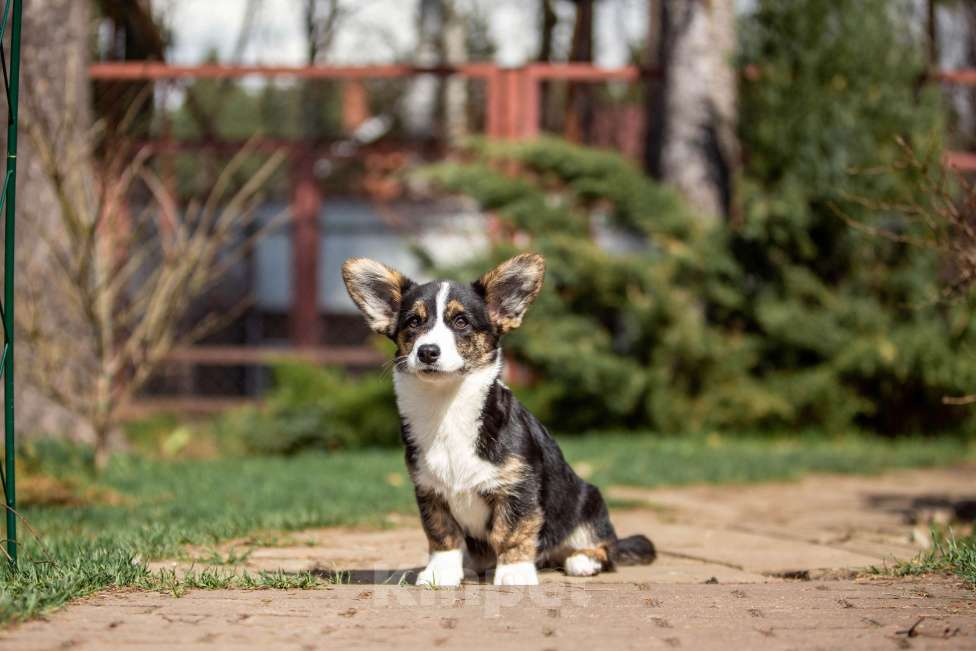Собаки в Москве: Роскошная девчонка корги Девочка, 60 000 руб. - фото 1