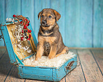 Собаки в Пушкино: Щенок в добрые руки Мальчик, 100 руб. - фото 4