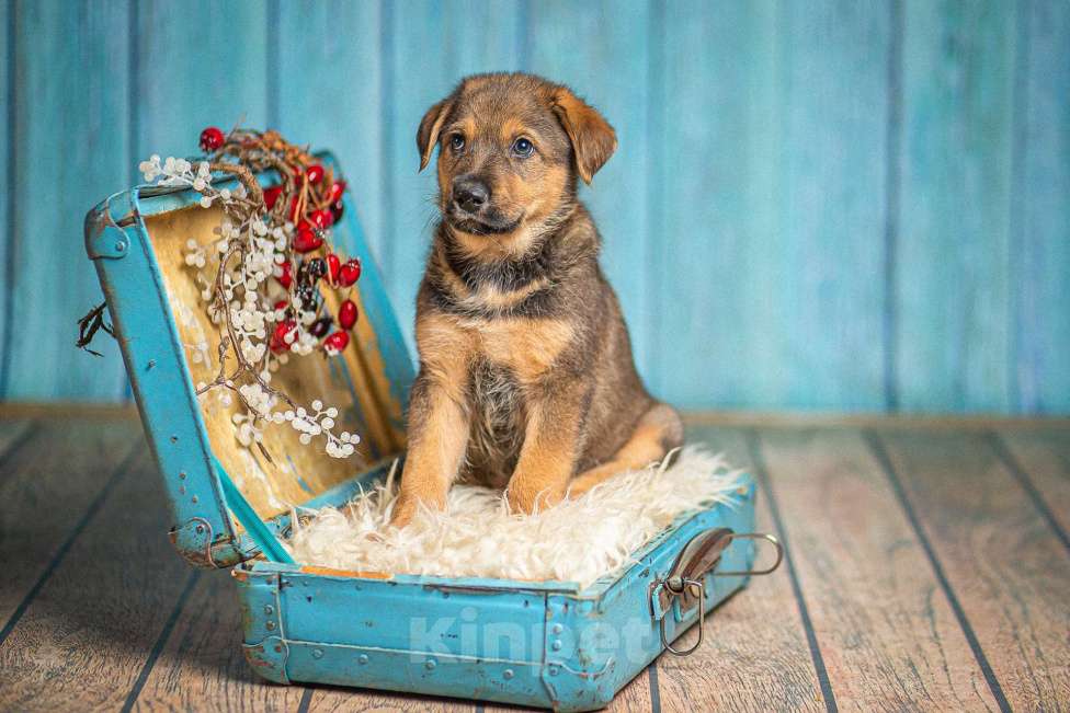 Собаки в Пушкино: Щенок в добрые руки Мальчик, 100 руб. - фото 4