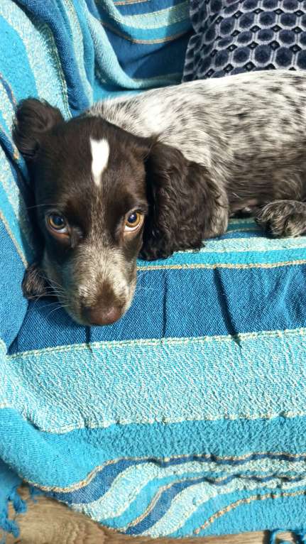 Собаки в Нижнем Новгороде: Щенок русского охотничьего спаниеля Девочка, Бесплатно - фото 1