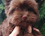Собаки в Москве: Шоколадный цветной йорк Мальчик, 45 000 руб. - фото 3