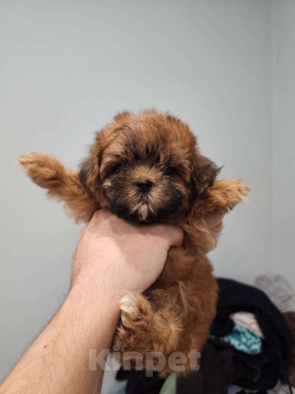 Собаки в Москве: Щенки микро мальтипу, курносые. Мальчик, Бесплатно - фото 3