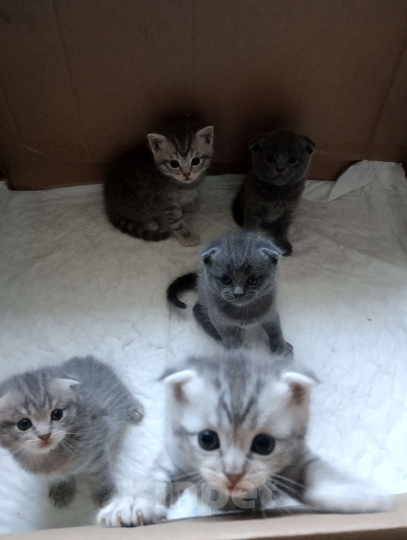 Кошки в Воронеже: Продаю чистокровных шотландских котят правильной и плановой вязки Мальчик, Бесплатно - фото 5