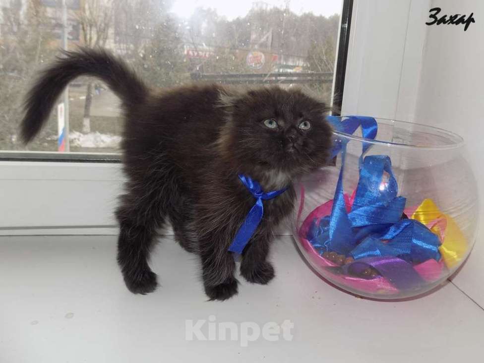 Кошки в Москве: Шотландский длинношерстный вислоухий котенок, мальчик Мальчик, 20 000 руб. - фото 2