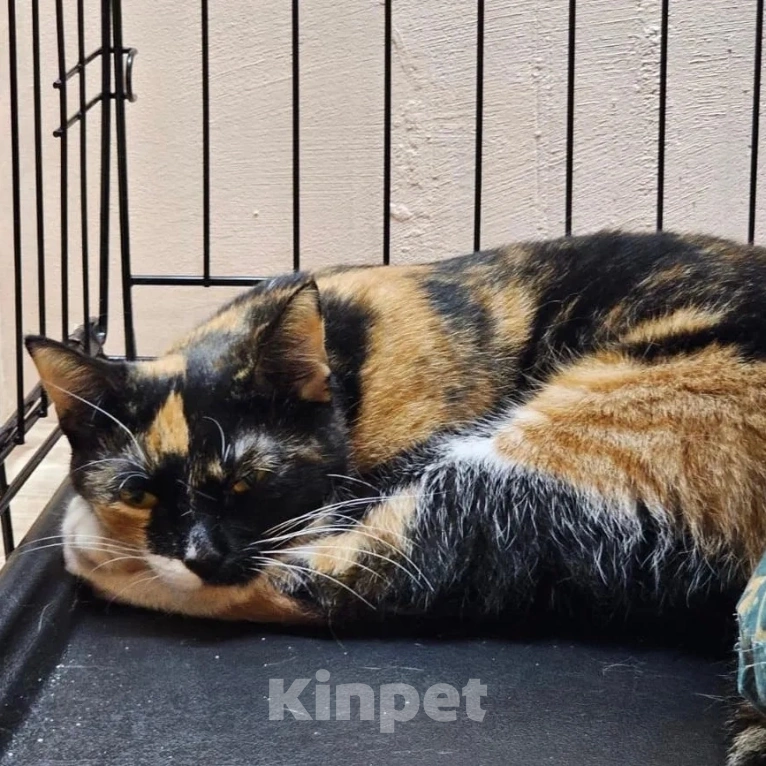 Кошки в Москве: Спасите из клеточки! Девочка, Бесплатно - фото 5