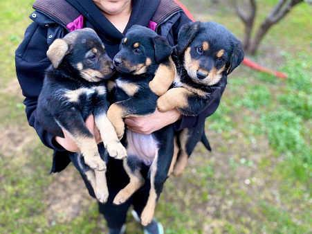 Щенки девочки в добрые руки