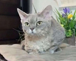 Кошки в Москве: Девон-рекс Девочка, 7 500 руб. - фото 1