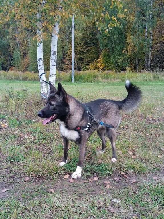 Собаки в Москве: Метис американской акиты Симба в добрые руки Девочка, Бесплатно - фото 2