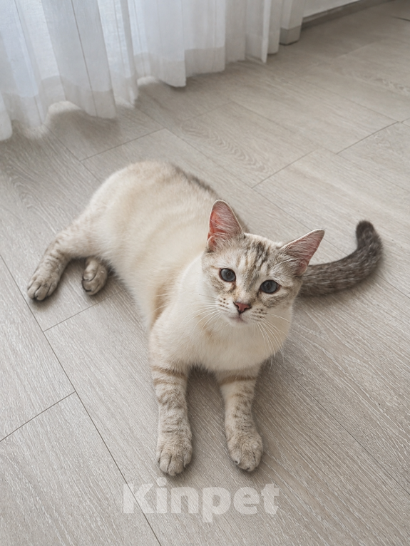 Кошки в Краснослободске: Балинезийская кошка Девочка, Бесплатно - фото 3