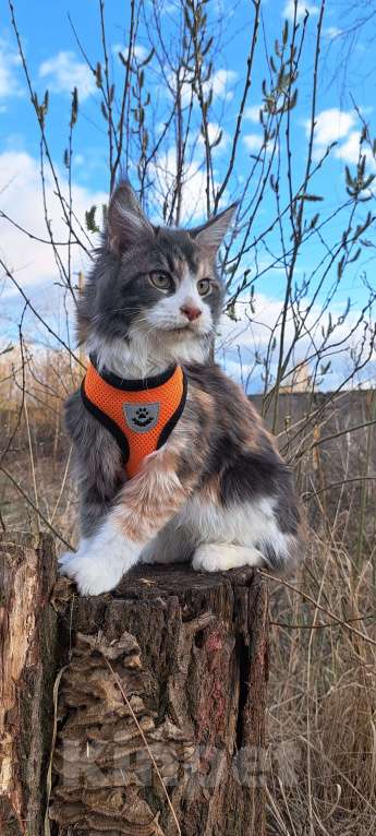 Кошки в Москве: Детки Мейн кун Девочка, 27 000 руб. - фото 3