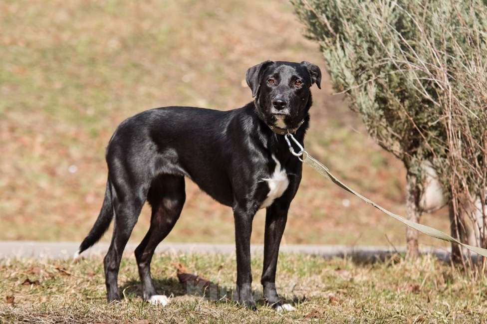 Собаки в Москве: Красавица Бусинка ищет дом! Девочка, Бесплатно - фото 4