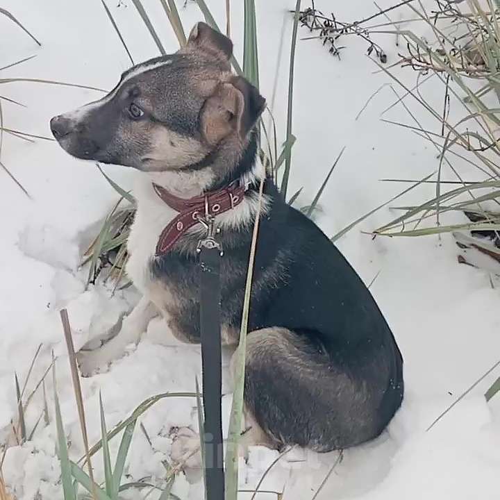 Собаки в Ульяновске: Ищем добрые ответственные руки для Тая Мальчик, Бесплатно - фото 2