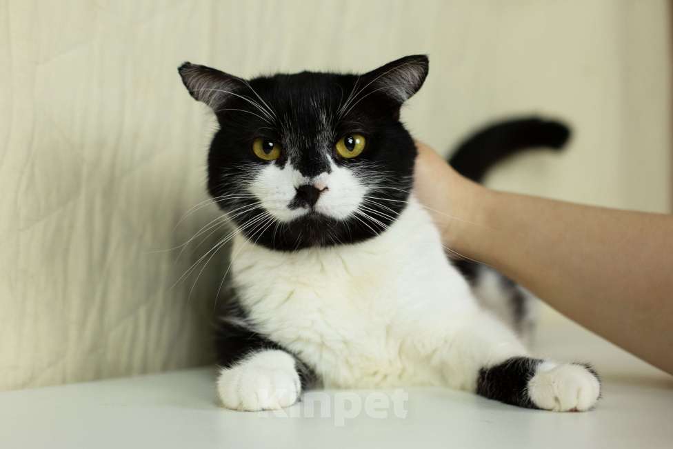 Кошки в Москве: Котик Степаша ищет мампап Мальчик, Бесплатно - фото 6