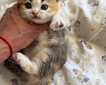 Кошки в Омске: Шотландский котенок Девочка, Бесплатно - фото 3