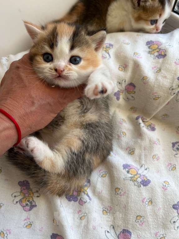 Кошки в Омске: Шотландский котенок Девочка, Бесплатно - фото 3