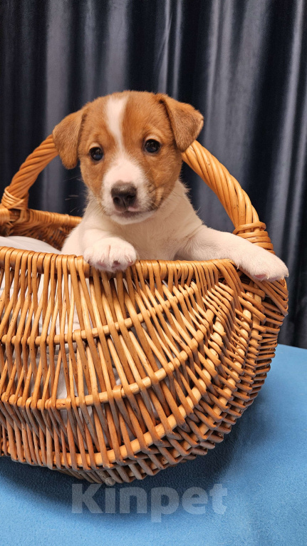 Собаки в Воронеже: Мальчик Джек Рассел терьер Мальчик, 25 000 руб. - фото 3