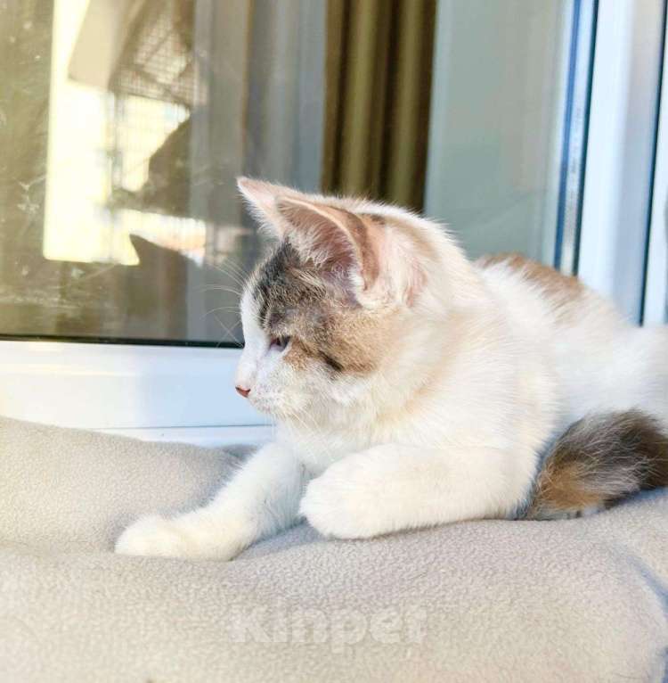 Кошки в Москве: Котенок Веснушка - воплощение позитива и радости в дар Девочка, Бесплатно - фото 4