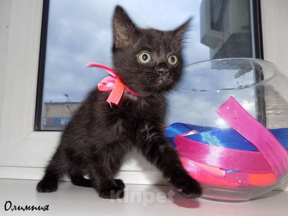 Кошки в Москве: Бомбейские котята Девочка, 15 000 руб. - фото 5