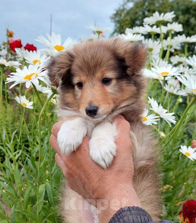Собаки в Белгороде: Щенок шелти мальчик  Мальчик, Бесплатно - фото 3