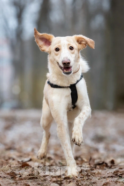 Собаки в Москве: Красавица и умница Юна Девочка, Бесплатно - фото 2