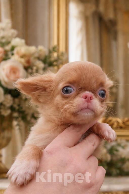 Собаки в Москве: Глаза цвета оливок, поэтому он Мартини Мальчик, 65 000 руб. - фото 1