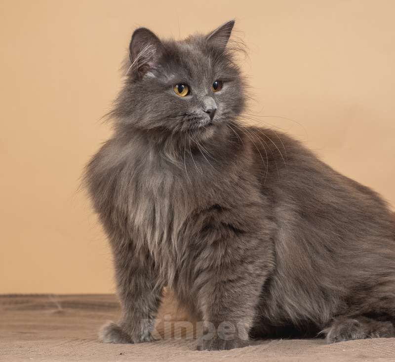 Кошки в Москве: Роскошная русская голубая Милиса в добрые руки Девочка, 1 руб. - фото 10