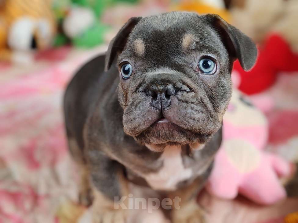 Собаки в Санкт-Петербурге: Шикарный лиловый мальчик Мальчик, 80 000 руб. - фото 3