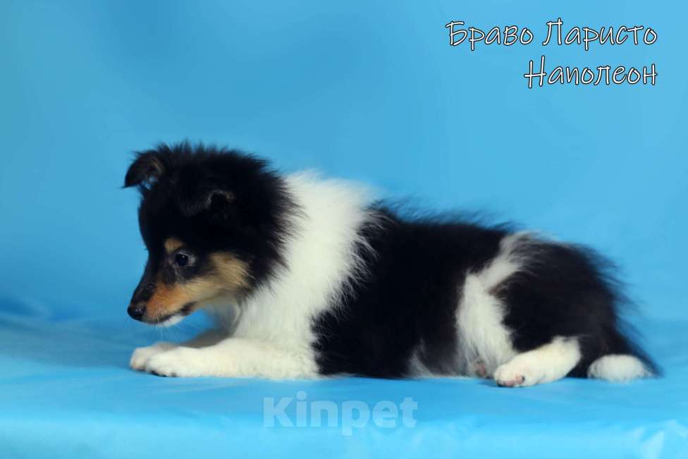 Собаки в Рязани: Шелти из Рязани. Мальчик, 50 000 руб. - фото 7