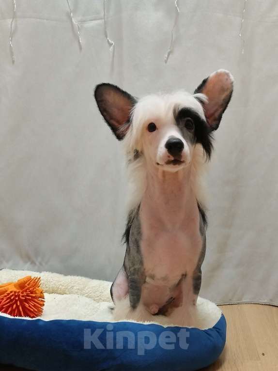 Собаки в Санкт-Петербурге: Предлагаются голые мальчики китайской хохлатой собаки Мальчик, 30 000 руб. - фото 7