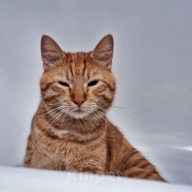 Кошки в Липецке: Отдаю в новую семью рыжика - Ларри Мальчик, Бесплатно - фото 3