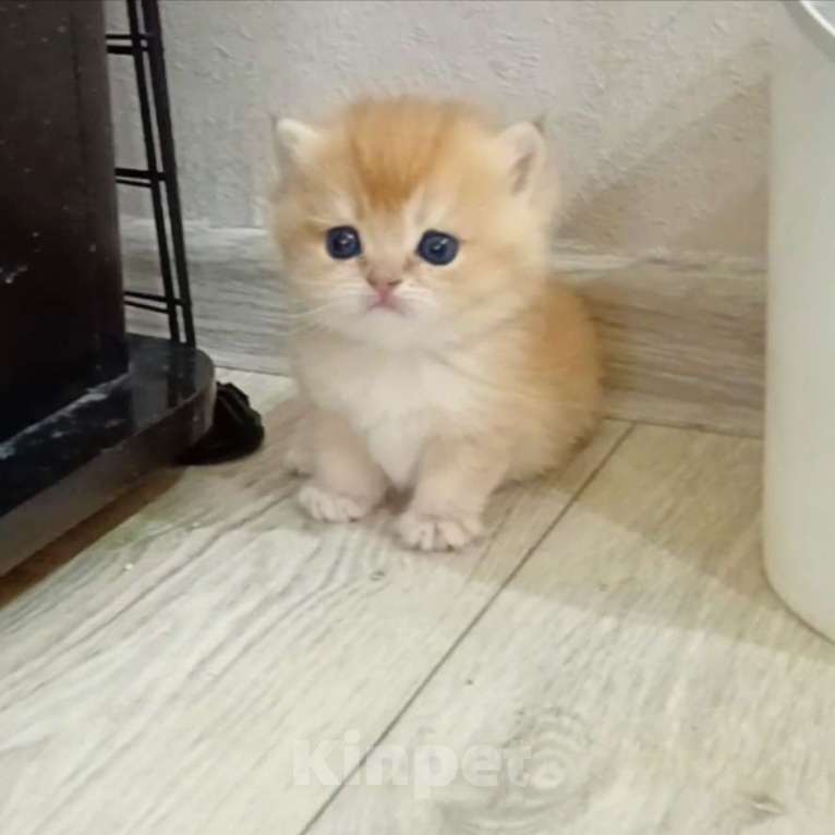 Кошки в Новосибирске: Британские котята золотая шиншилла  Девочка, 25 000 руб. - фото 6