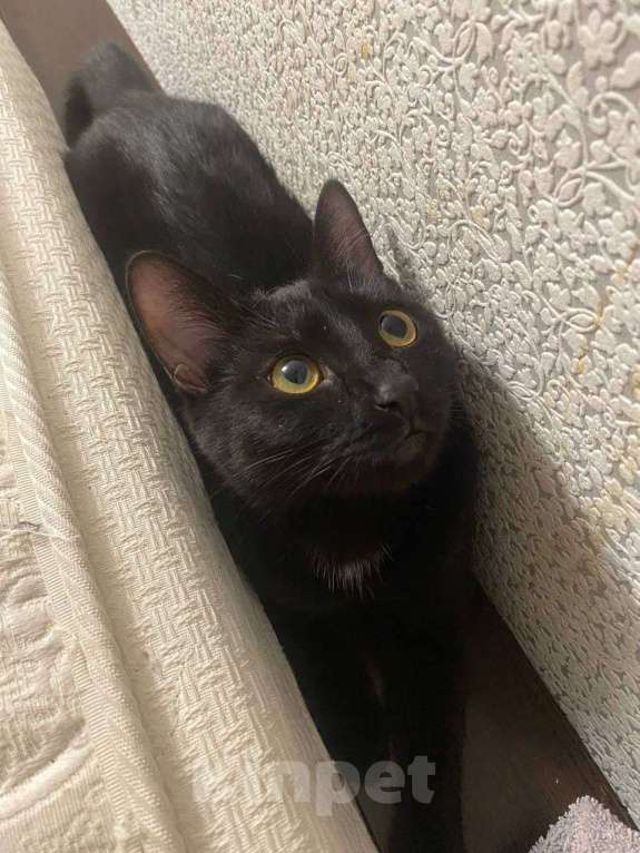 Кошки в Твери: Отдам кошечку в добрые руки  Девочка, Бесплатно - фото 2