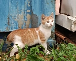 Кошки в Москве: Котята бобтейлы в добрые руки Мальчик, Бесплатно - фото 4