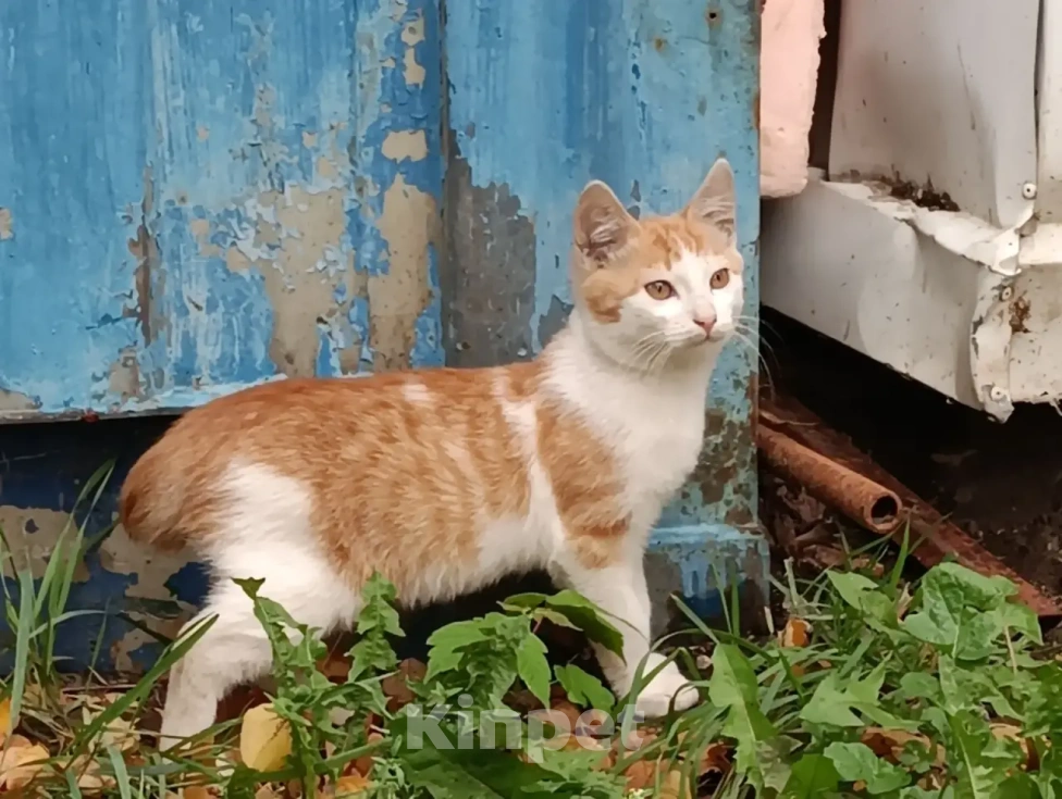 Кошки в Москве: Котята бобтейлы в добрые руки Мальчик, Бесплатно - фото 4