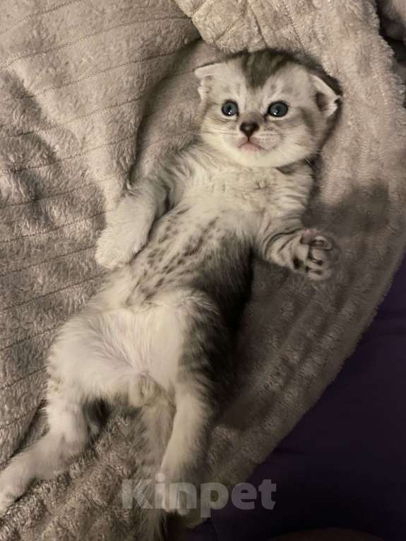 Кошки в Оренбурге: Шотландский вислоухий котенок Мальчик, 6 000 руб. - фото 1