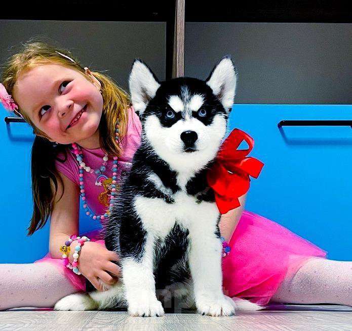 Собаки в Владимире: Хаски Щенки Разных окрасов Разнополые, Бесплатно - фото 1