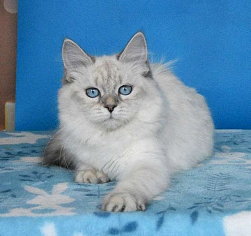 Синеглазая красавица