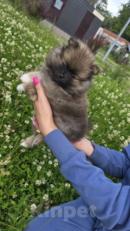 Собаки в Москве: Рыжий помощник Мальчик, 25 000 руб. - фото 2