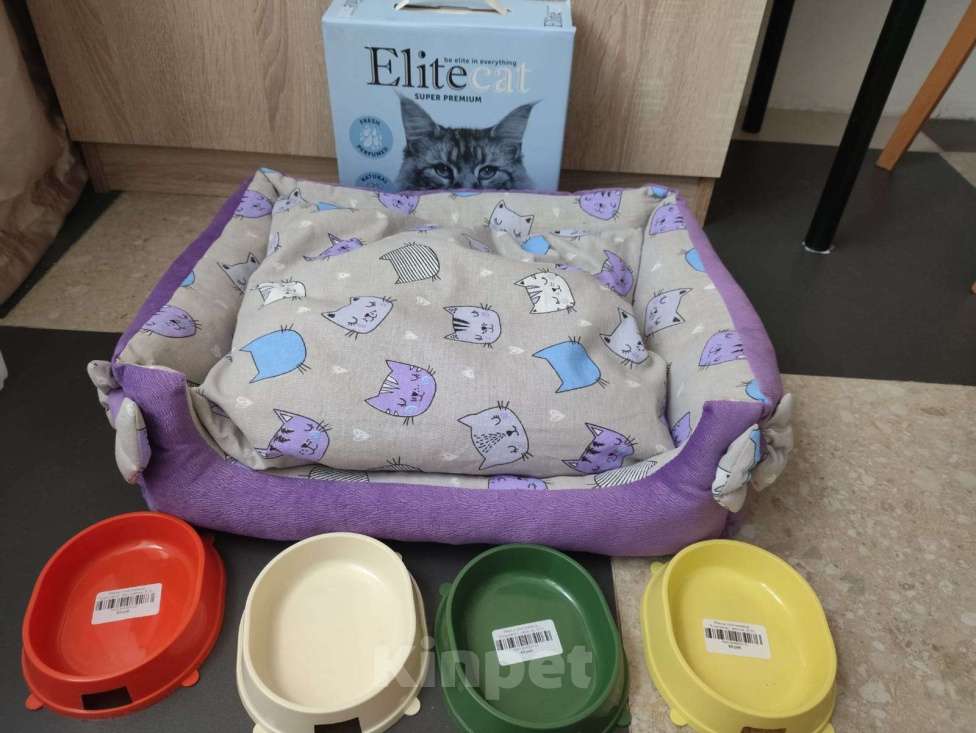 Кошки в Лыткарино: Добрый котик ищет семью Мальчик, Бесплатно - фото 4