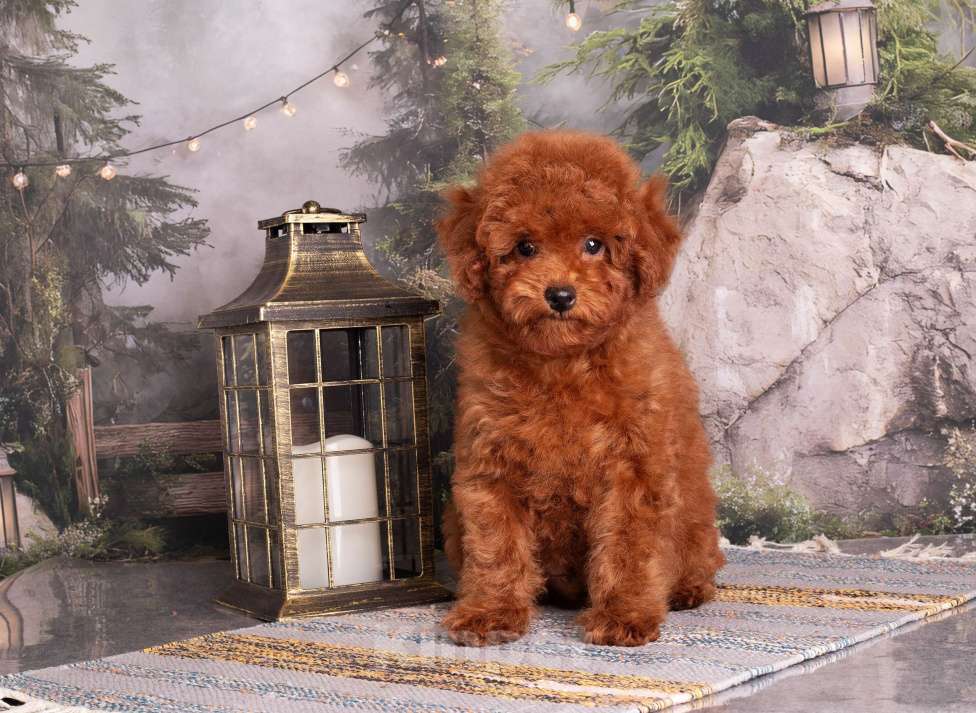 Собаки в Перми: Солнышки Разнополые, Бесплатно - фото 9