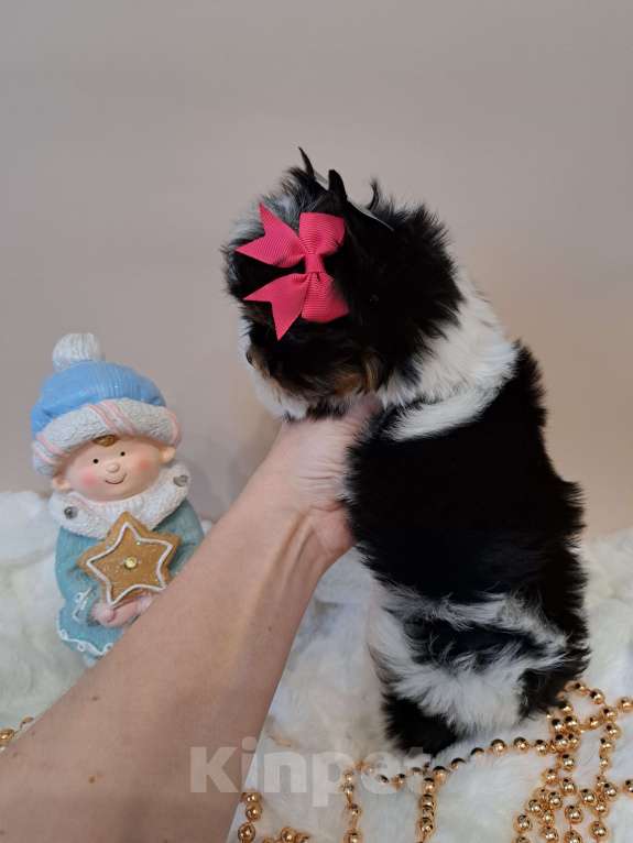 Собаки в Москве: Девочка Бивер Девочка, 135 000 руб. - фото 4