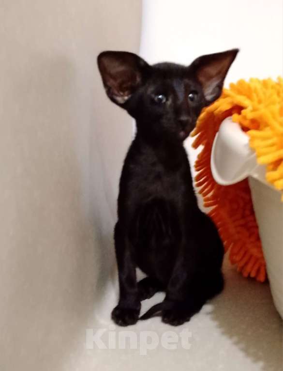 Кошки в Екатеринбурге: Ориентальный котёнок Мальчик, 60 000 руб. - фото 1