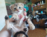 Кошки в Ростове-на-Дону: Шотландские котята Девочка, 5 000 руб. - фото 1