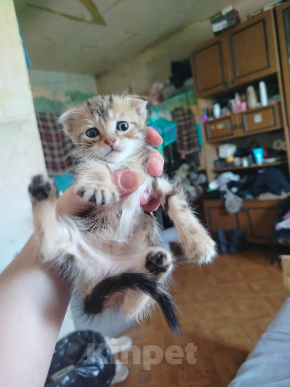 Кошки в Ростове-на-Дону: Шотландские котята Девочка, 5 000 руб. - фото 1