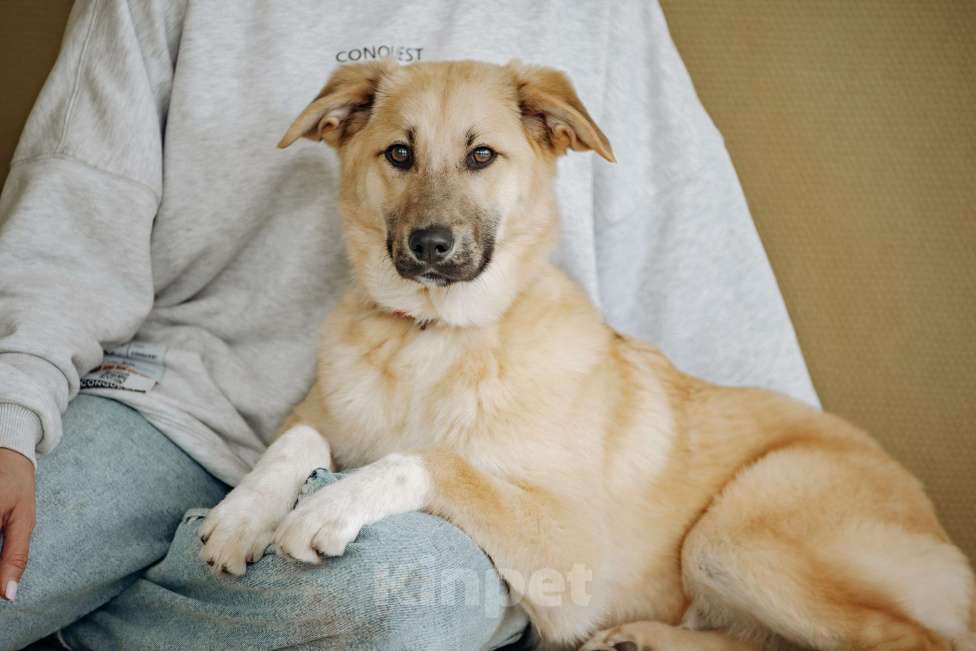 Собаки в Москве: Щенок девочка в добрые руки ищет дом Девочка, Бесплатно - фото 6