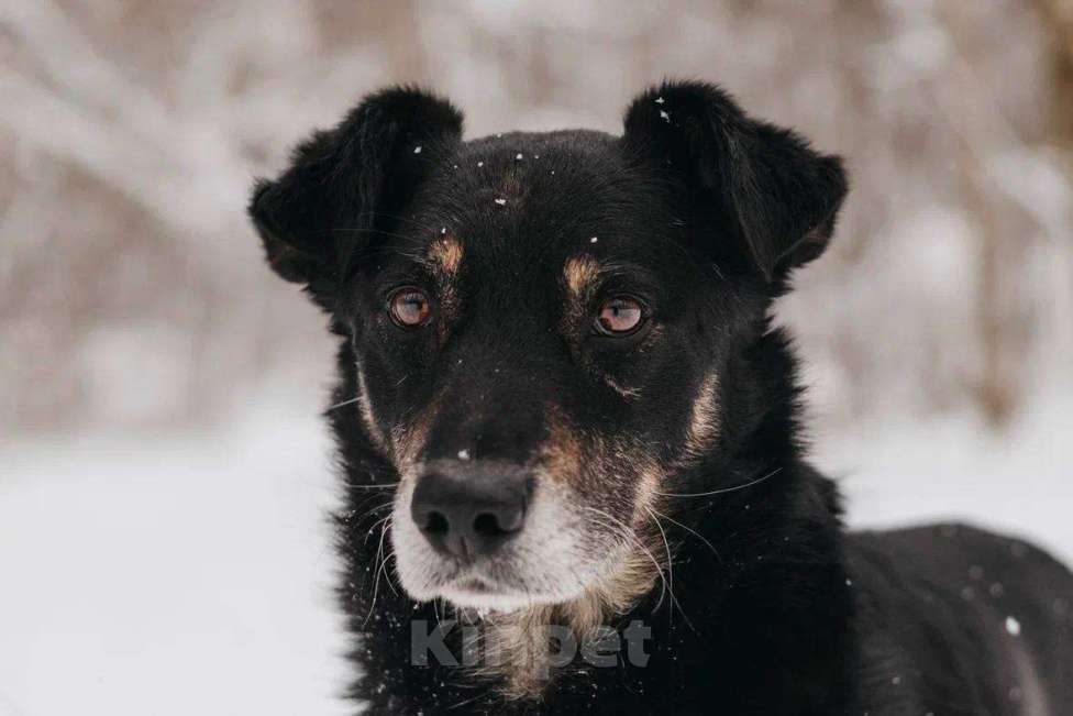 Собаки в Москве: Чиф ищет дом Мальчик, Бесплатно - фото 1