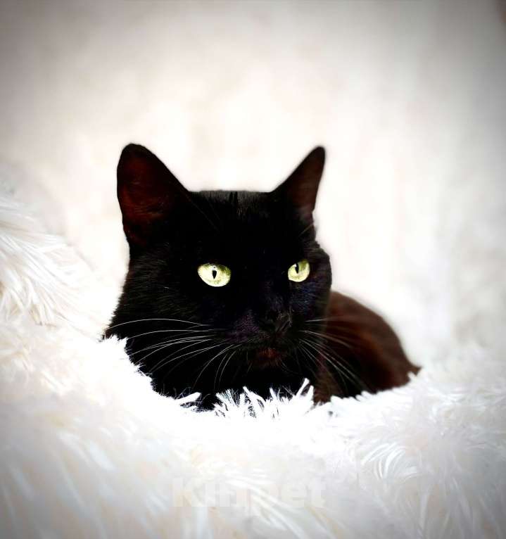 Кошки в Можайске: Кошка в дар Девочка, Бесплатно - фото 2