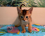 Кошки в Сальске: Абиссинские котята, 25 000 руб. - фото 4