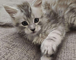 Кошки в Собинке: Мейн-кун котята, 12 000 руб. - фото 5