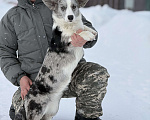Собаки в Новосибирске: Корги девочка, доставка Девочка, 60 000 руб. - фото 4